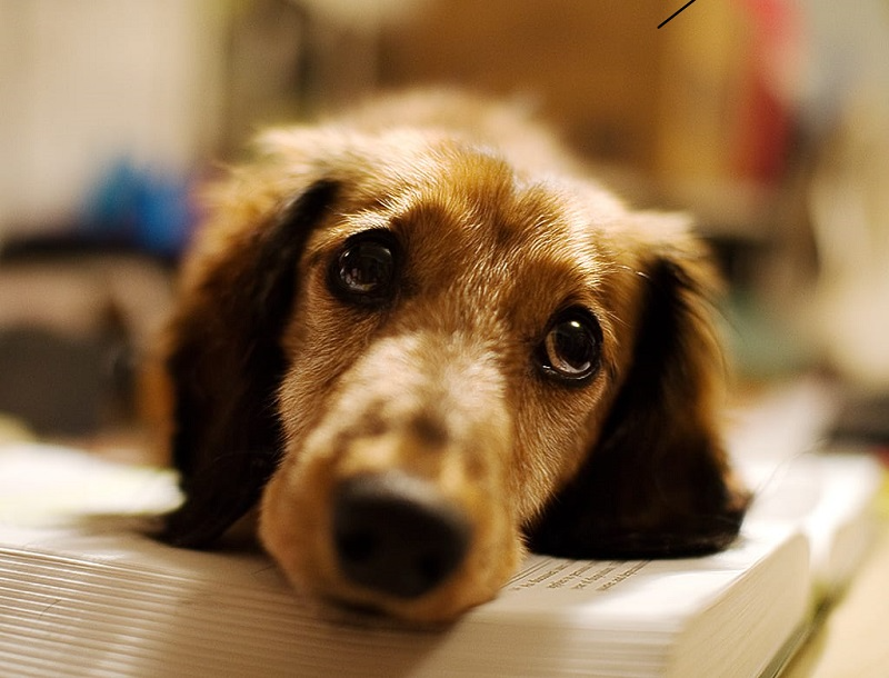 Ojo en las vacaciones: aplican costosas multas por dejar a mascotas sueltas en Funes